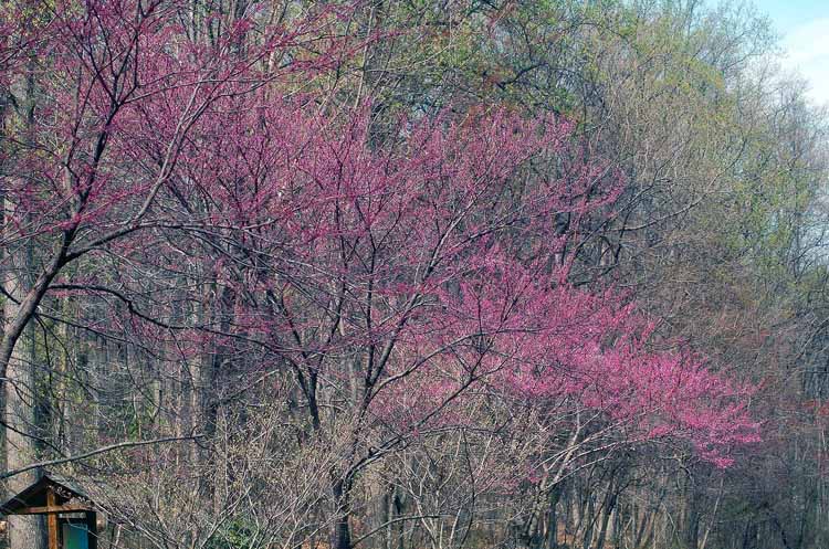 apple, cherry blossom trees